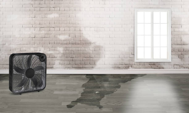 Best Professional water damage repair  in Home Gardens, CA